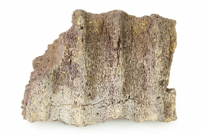 Fossil Hadrosaur (Edmontosaurus?) Jaw Section - Montana #316422